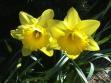 And the daffodils look lovely today
